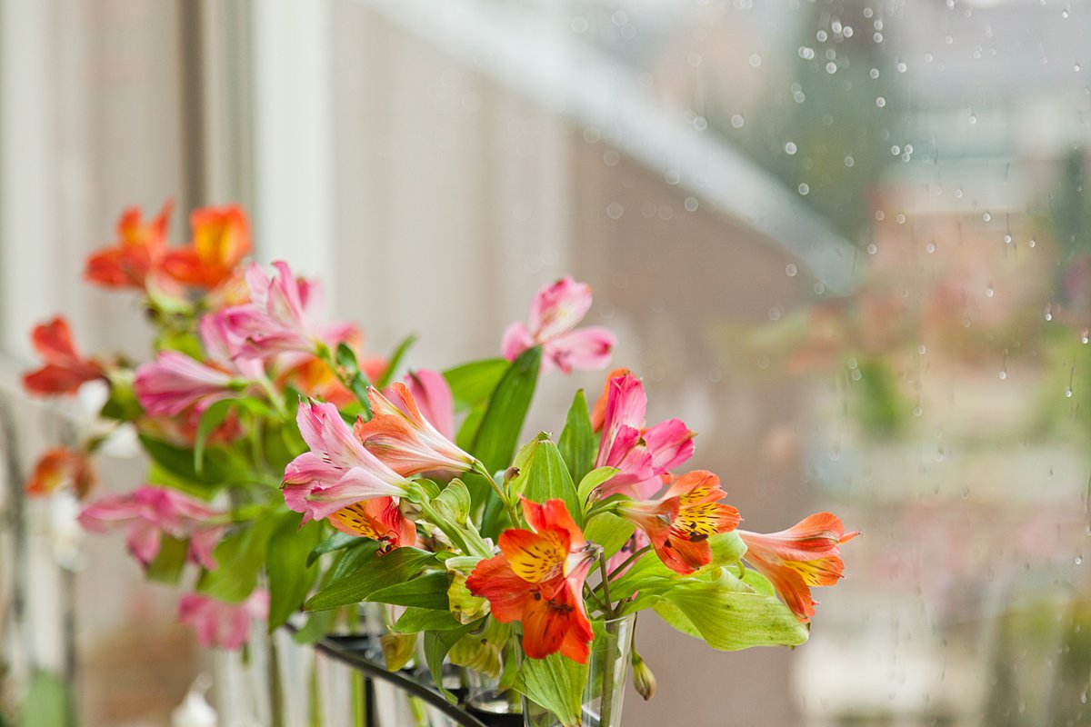 Cut flowers in windowsill