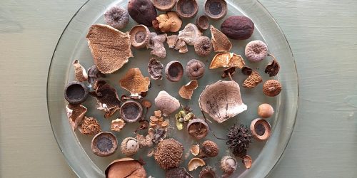 Acorns, seed heads, and other found objects from a walk